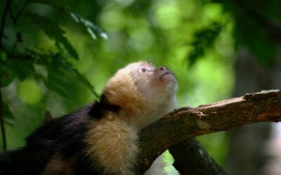 Farsi amica la mente scimmia: la soluzione a stress e alle catene di pensieri